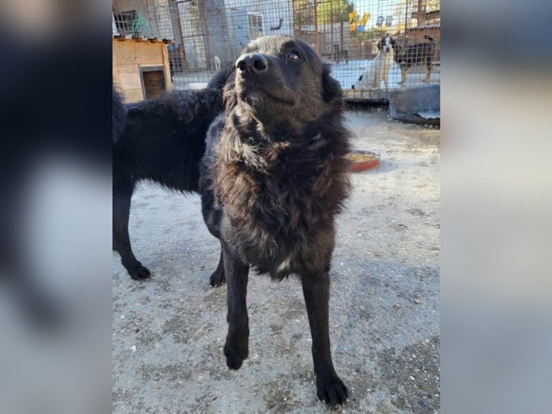Duke ❤️ aufgeweckter, junger Kroat. Schäferhund-Mix-Bub!
