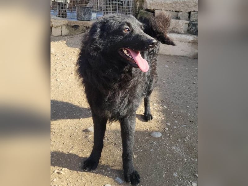 Duke ❤️ aufgeweckter, junger Kroat. Schäferhund-Mix-Bub!