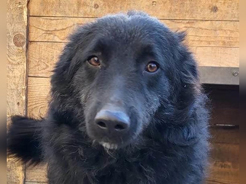 LENZI❤️unser kroat. Schäferhund-Mix-Rüde ist ein wahrer Sonnenschein!
