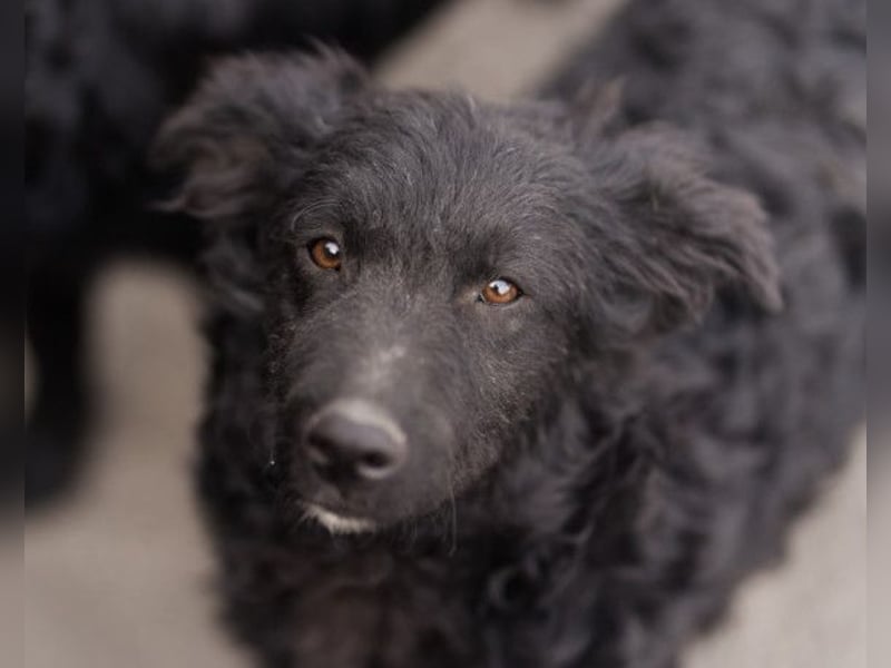 LENZI❤️unser kroat. Schäferhund-Mix-Rüde ist ein wahrer Sonnenschein!