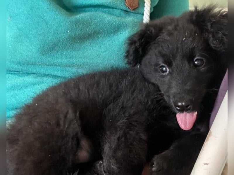 AMICO❤️ bezaubernder kroat. Schäferhund-Mix-Junge und eine pure 4-Pfoten-Amore