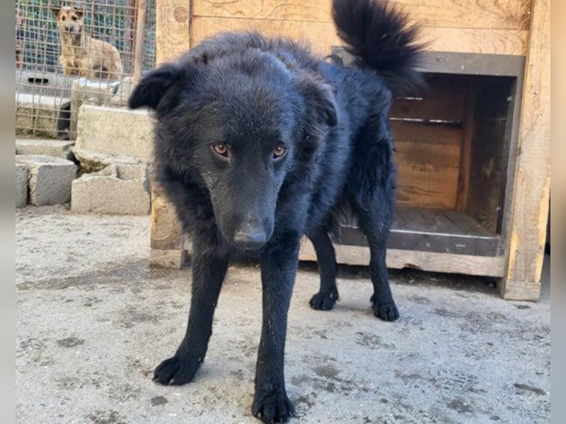 LENZI❤️unser kroat. Schäferhund-Mix-Rüde ist ein wahrer Sonnenschein!