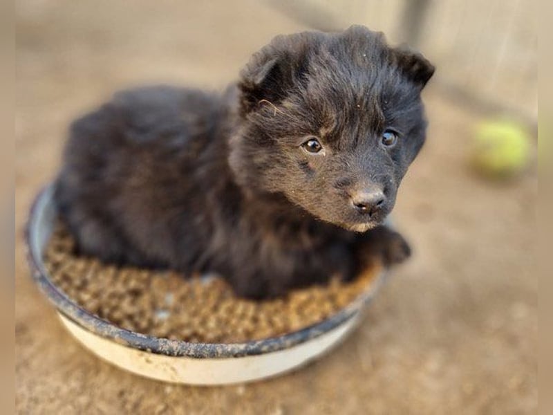LENZI❤️unser kroat. Schäferhund-Mix-Rüde ist ein wahrer Sonnenschein!