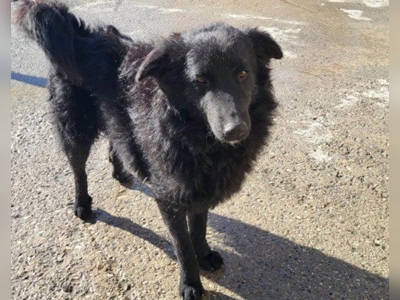LENZI❤️unser kroat. Schäferhund-Mix-Rüde ist ein wahrer Sonnenschein!