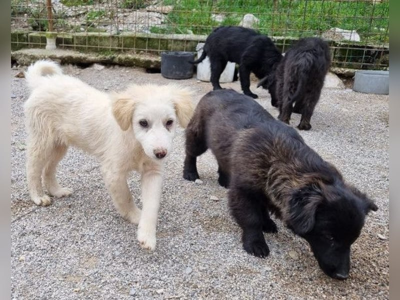 LENZI❤️unser kroat. Schäferhund-Mix-Rüde ist ein wahrer Sonnenschein!