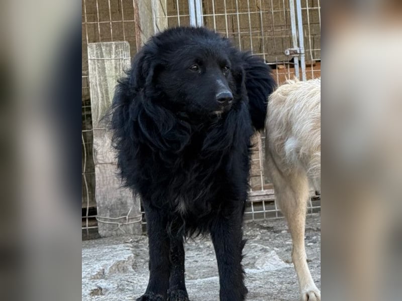 Duke ❤️ aufgeweckter, junger Kroat. Schäferhund-Mix-Bub!