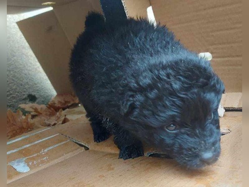 LENZI❤️unser kroat. Schäferhund-Mix-Rüde ist ein wahrer Sonnenschein!