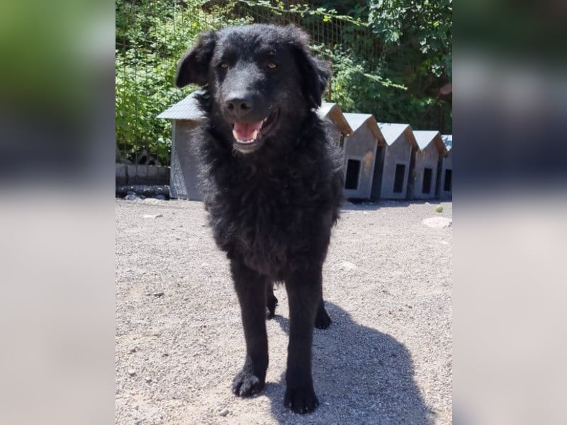 LENZI❤️unser kroat. Schäferhund-Mix-Rüde ist ein wahrer Sonnenschein!