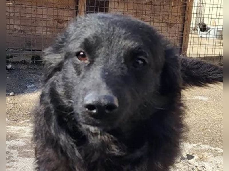 Duke ❤️ aufgeweckter, junger Kroat. Schäferhund-Mix-Bub!