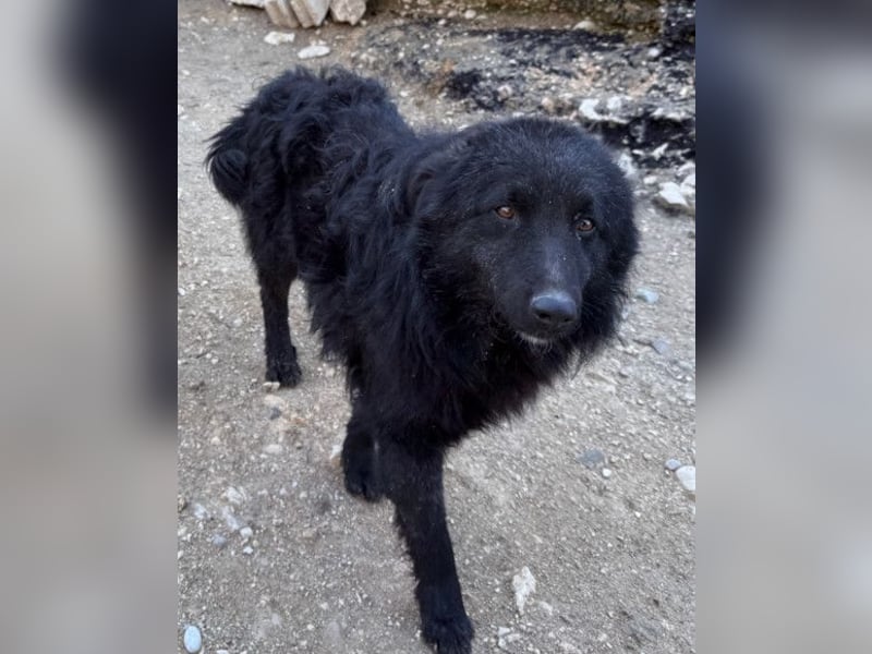 LENZI❤️unser kroat. Schäferhund-Mix-Rüde ist ein wahrer Sonnenschein!