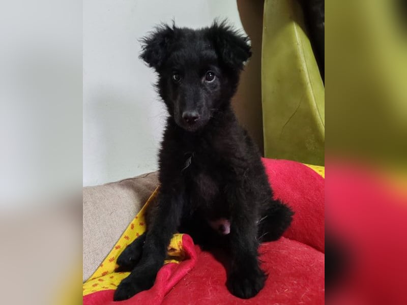 AMICO❤️ bezaubernder kroat. Schäferhund-Mix-Junge und eine pure 4-Pfoten-Amore