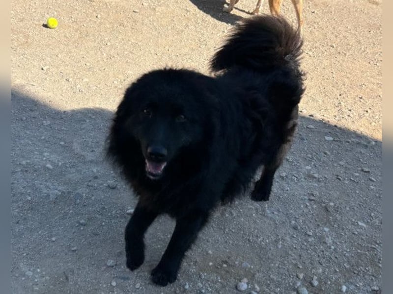LENZI❤️unser kroat. Schäferhund-Mix-Rüde ist ein wahrer Sonnenschein!