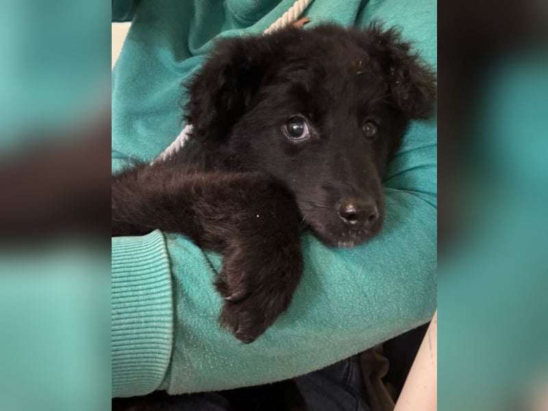 AMICO❤️ bezaubernder kroat. Schäferhund-Mix-Junge und eine pure 4-Pfoten-Amore