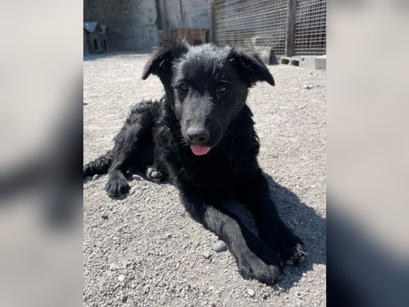 LENZI❤️unser kroat. Schäferhund-Mix-Rüde ist ein wahrer Sonnenschein!