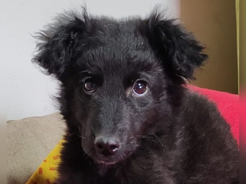 AMICO❤️ bezaubernder kroat. Schäferhund-Mix-Junge und eine pure 4-Pfoten-Amore