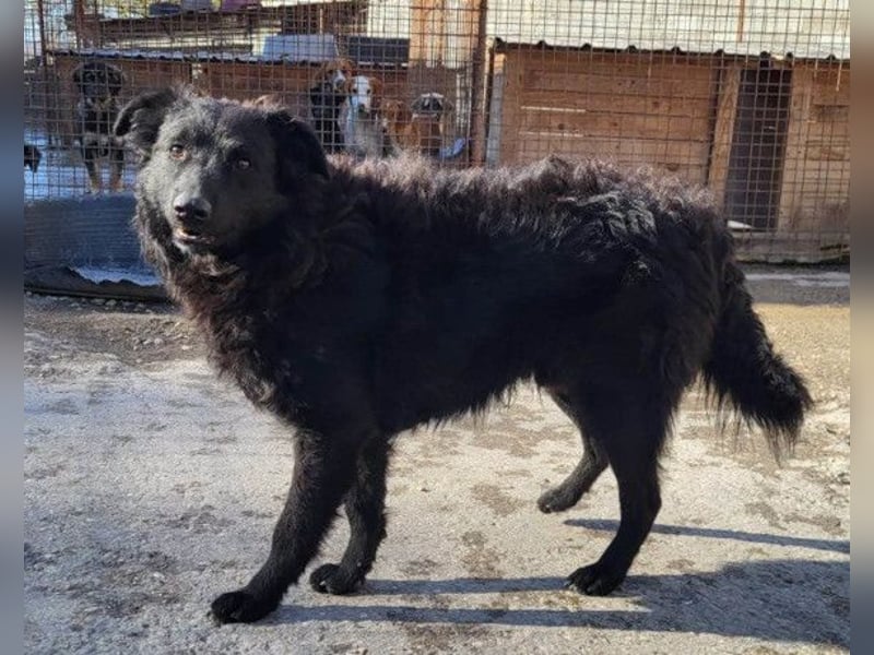 Duke ❤️ aufgeweckter, junger Kroat. Schäferhund-Mix-Bub!