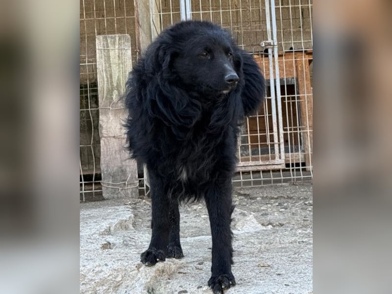 Duke ❤️ aufgeweckter, junger Kroat. Schäferhund-Mix-Bub!