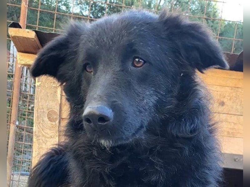 LENZI❤️unser kroat. Schäferhund-Mix-Rüde ist ein wahrer Sonnenschein!