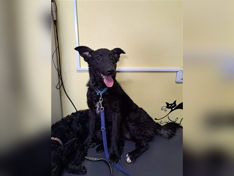Oscar sucht ein Zuhause