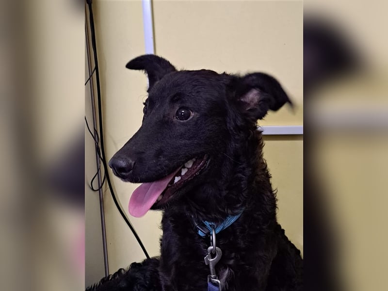 Oscar sucht ein Zuhause