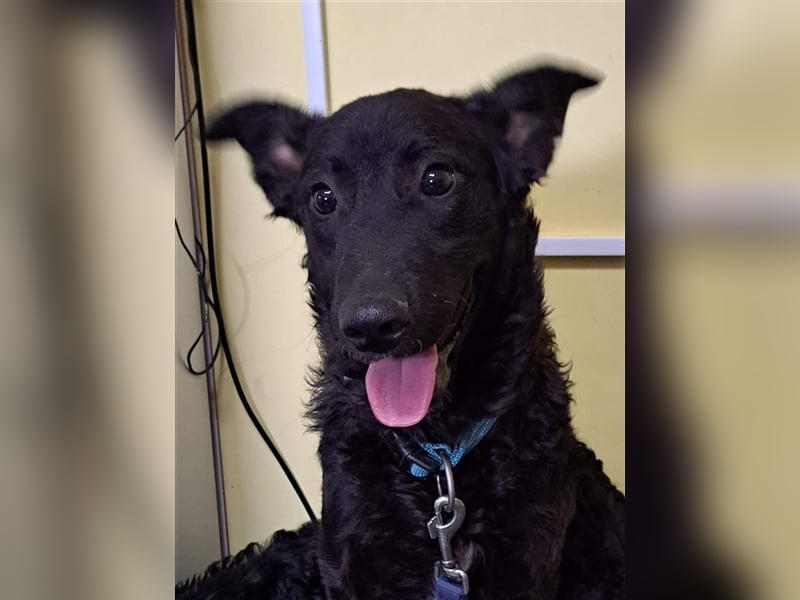 Oscar sucht ein Zuhause