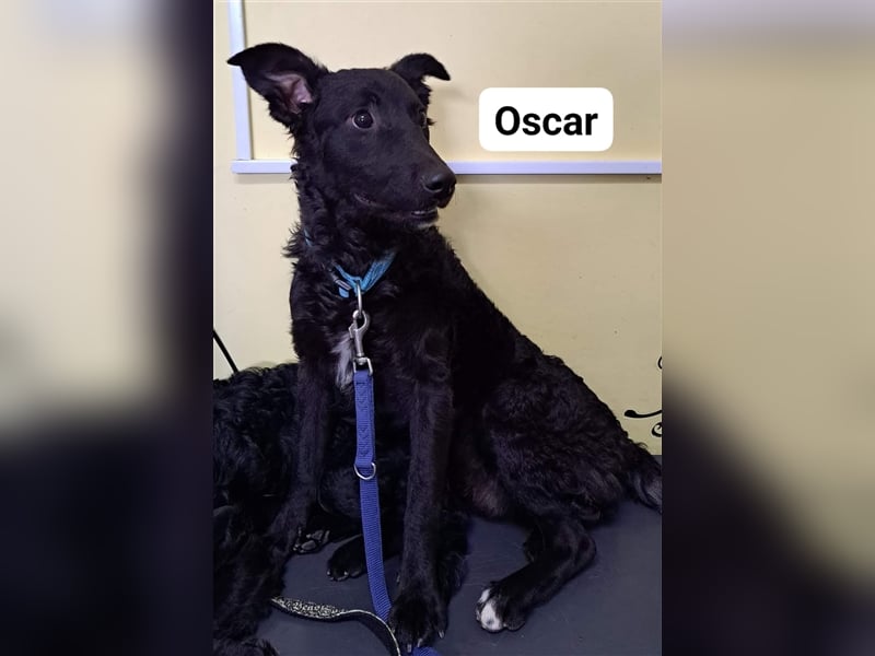 Oscar sucht ein Zuhause