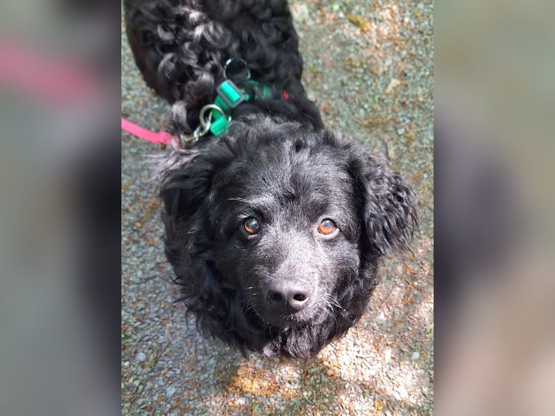 Kleiner kroatischer Schäferhund Mix Loki sucht sein Glück