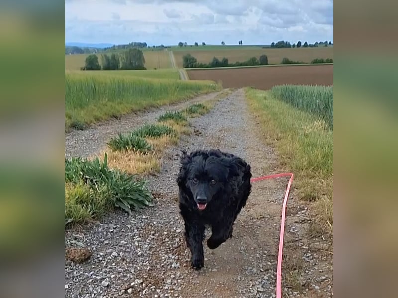 Kleiner kroatischer Schäferhund Mix Loki sucht sein Glück