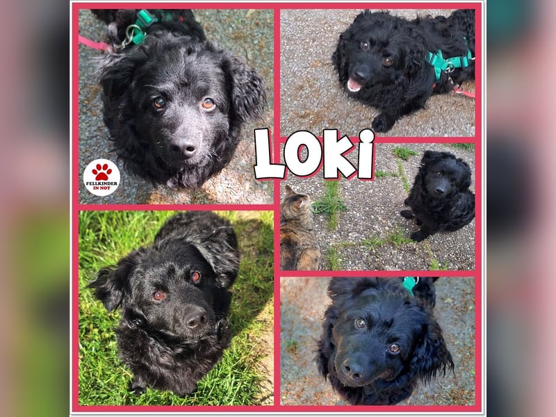 Liebevoller Mischlingsrüde Loki sucht sein Traum zuhause
