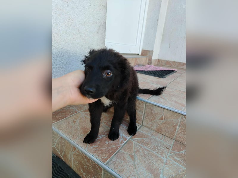 Welpe Joshi sucht ein Zuhause oder Pflegestelle, Hrvatski Ovcar, kroatischer Schäferhund