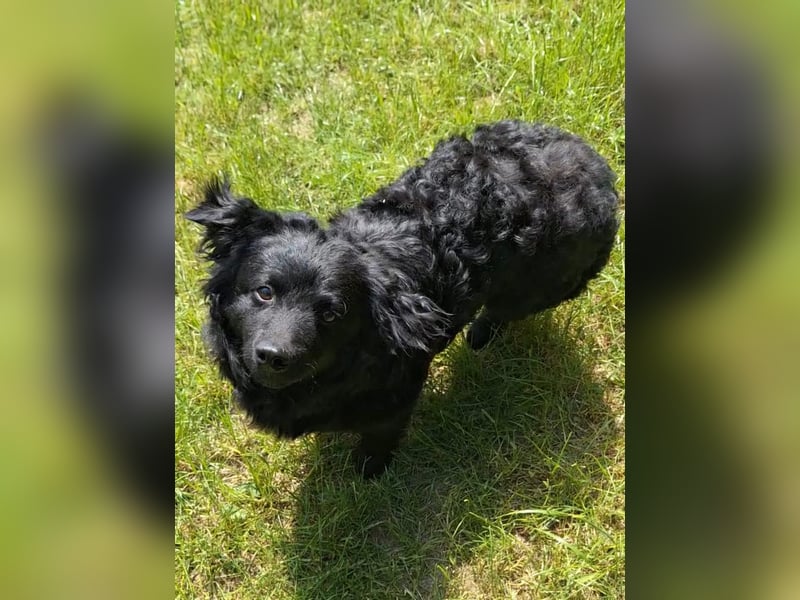 Kleiner kroatischer Schäferhund Mix Loki sucht sein Glück