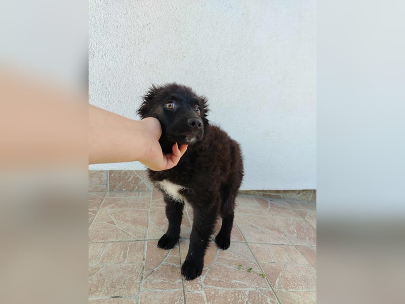 Welpe Joshi sucht ein Zuhause oder Pflegestelle, Hrvatski Ovcar, kroatischer Schäferhund