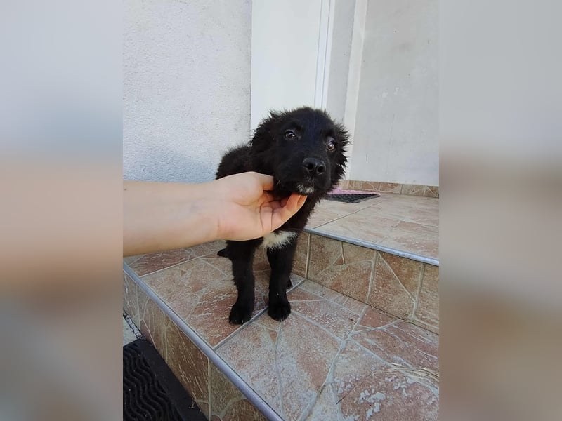 Welpe Joshi sucht ein Zuhause oder Pflegestelle, Hrvatski Ovcar, kroatischer Schäferhund