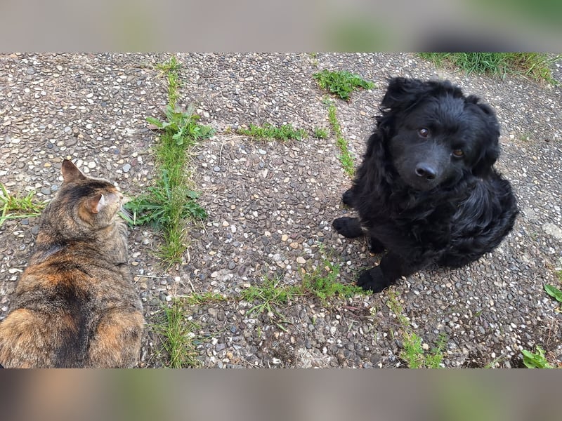 Liebevoller Mischlingsrüde Loki sucht sein Traum zuhause