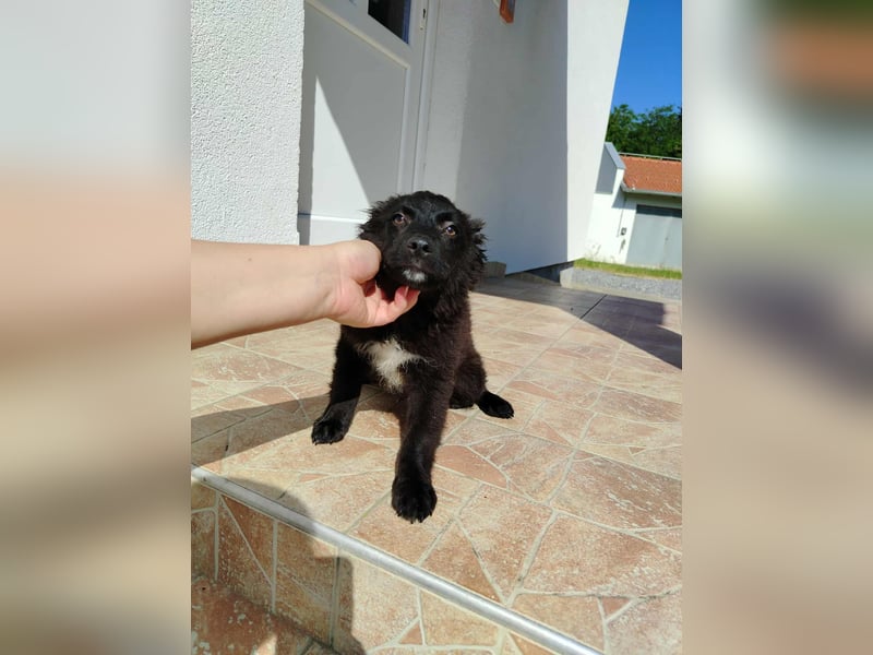 Welpe Joshi sucht ein Zuhause oder Pflegestelle, Hrvatski Ovcar, kroatischer Schäferhund