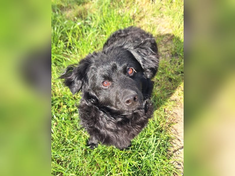 Kleiner kroatischer Schäferhund Mix Loki sucht sein Glück