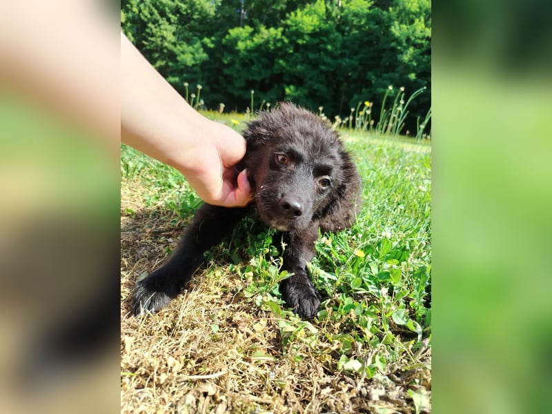 Welpe Joshi sucht ein Zuhause oder Pflegestelle, Hrvatski Ovcar, kroatischer Schäferhund