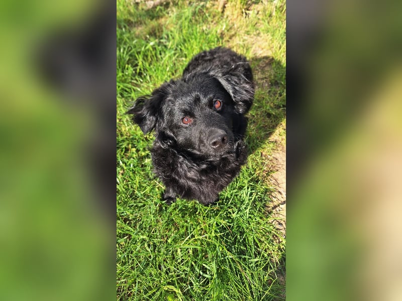 Liebevoller Mischlingsrüde Loki sucht sein Traum zuhause