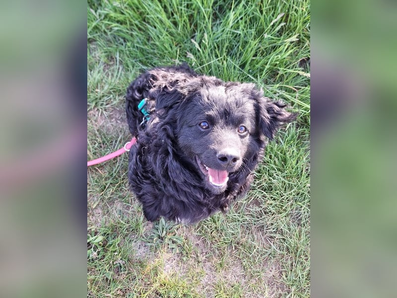 Kleiner kroatischer Schäferhund Mix Loki sucht sein Glück