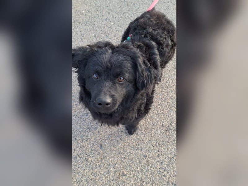 Liebevoller Mischlingsrüde Loki sucht sein Traum zuhause