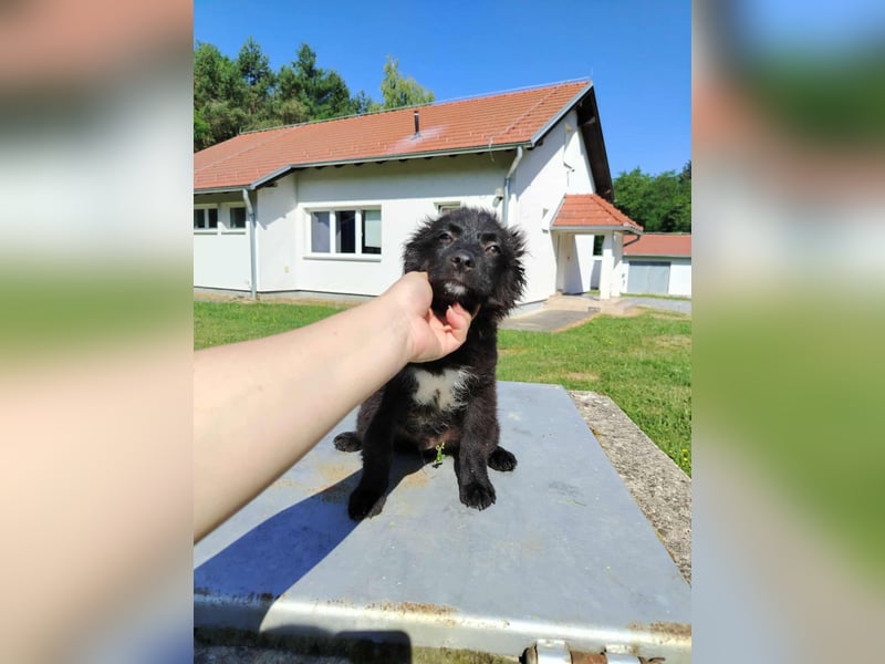 Welpe Joshi sucht ein Zuhause oder Pflegestelle, Hrvatski Ovcar, kroatischer Schäferhund
