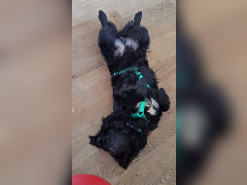 Liebevoller Mischlingsrüde Loki sucht sein Traum zuhause