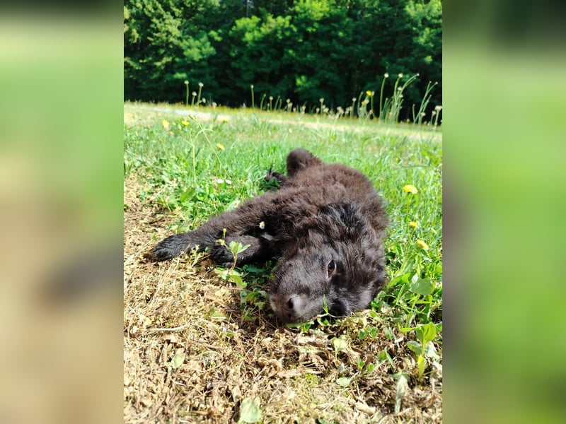 Welpe Joshi sucht ein Zuhause oder Pflegestelle, Hrvatski Ovcar, kroatischer Schäferhund