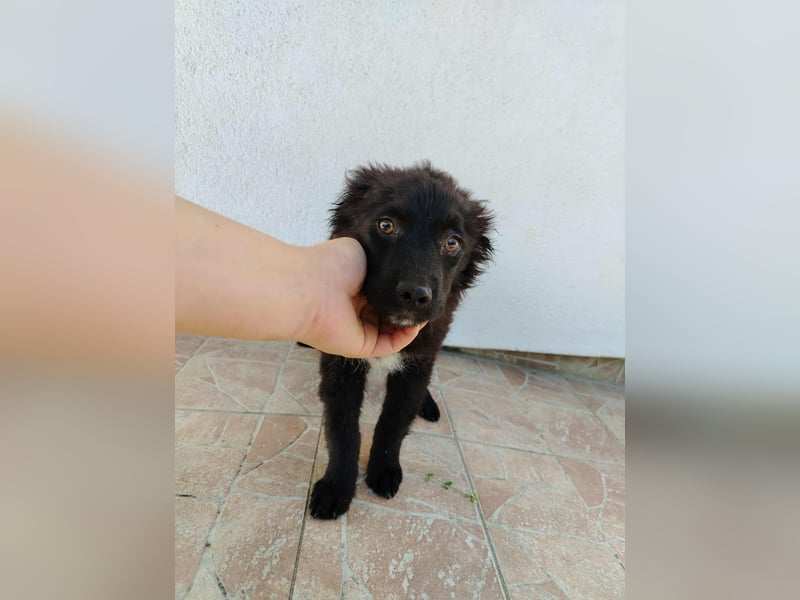Welpe Joshi sucht ein Zuhause oder Pflegestelle, Hrvatski Ovcar, kroatischer Schäferhund