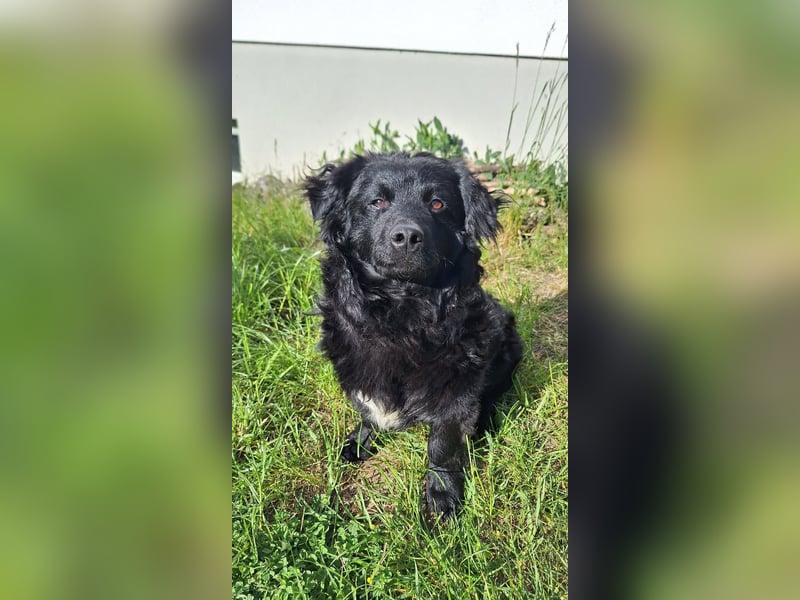 Liebevoller Mischlingsrüde Loki sucht sein Traum zuhause
