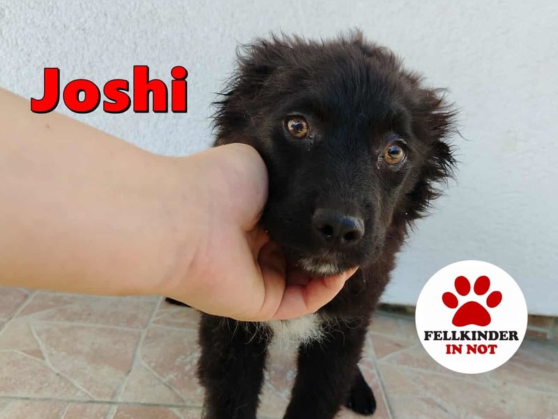Welpe Joshi sucht ein Zuhause oder Pflegestelle, Hrvatski Ovcar, kroatischer Schäferhund