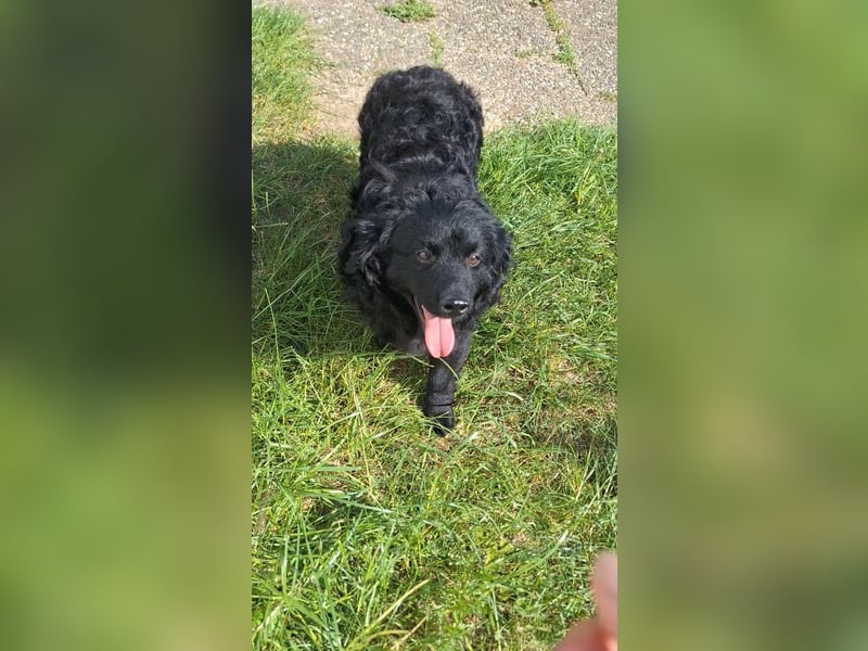 Liebevoller Mischlingsrüde Loki sucht sein Traum zuhause