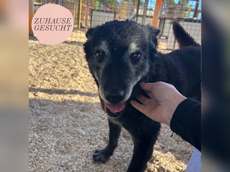 Oldie Zubo sucht sein Zuhause ❤️