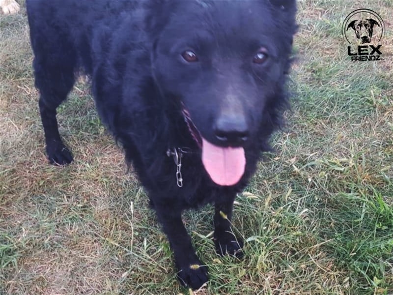 Shadow - sucht aktive Familie