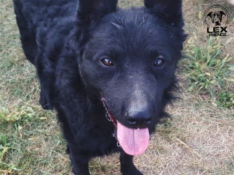 Shadow - sucht aktive Familie